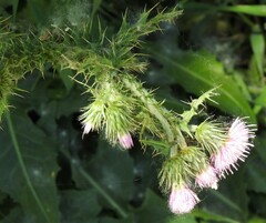 Carduus pycnocephalus