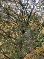 Acer pseudoplatanus