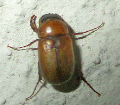 Melolonthinae