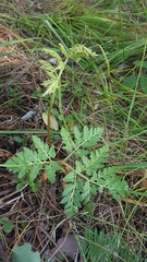 Sceptridium multifidum