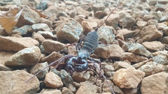 Thelyphonus sepiaris