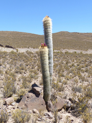 Trichocereus bertramianus