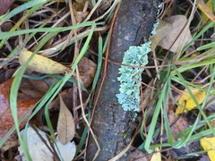 Flavopunctelia flaventior