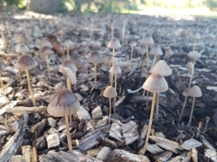 Psathyrella