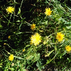 Picris hieracioides