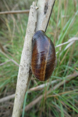 Otala punctata