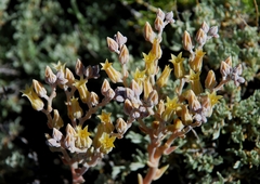 Dudleya abramsii affinis