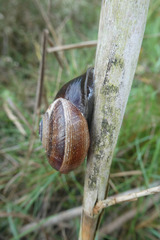 Otala punctata