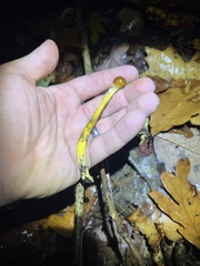 Tolypocladium capitatum