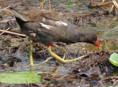 Gallinula chloropus meridionalis