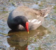 Gallinula chloropus meridionalis