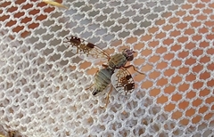 Tephritis neesii