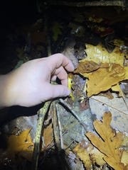 Tolypocladium capitatum