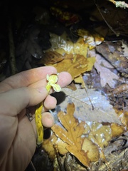 Tolypocladium capitatum