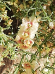 Salsola oppositifolia