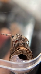 Phidippus californicus