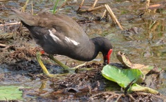 Gallinula chloropus meridionalis
