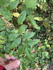 Stigmella rosaefoliella