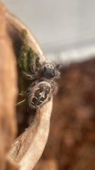 Phidippus californicus