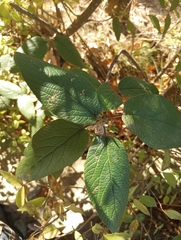 Viburnum rhytidophyllum