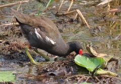 Gallinula chloropus meridionalis