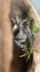 Phidippus californicus