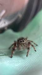 Phidippus californicus
