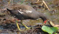 Gallinula chloropus meridionalis