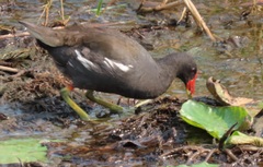 Gallinula chloropus meridionalis