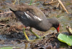 Gallinula chloropus meridionalis