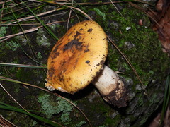 Russula ochroleuca