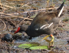 Gallinula chloropus meridionalis