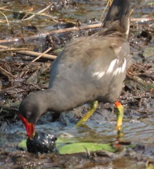 Gallinula chloropus meridionalis
