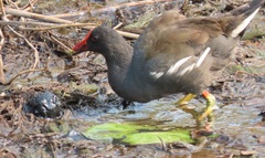 Gallinula chloropus meridionalis