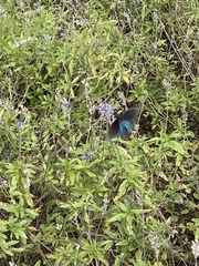 Papilionoidea