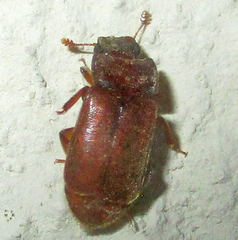Ecnomaeus