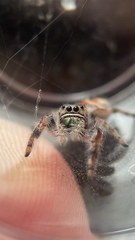 Phidippus californicus