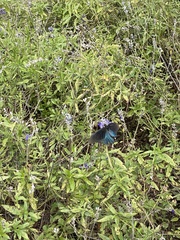 Papilionoidea