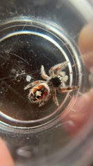 Phidippus californicus