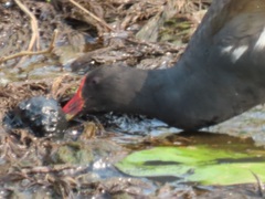 Gallinula chloropus meridionalis