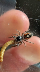 Phidippus californicus