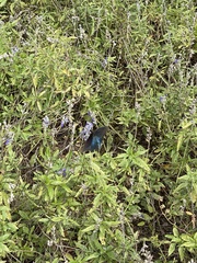 Papilionoidea