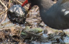 Gallinula chloropus meridionalis