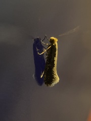 Monopis crocicapitella