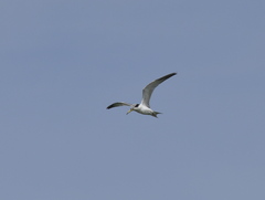 Sternula superciliaris
