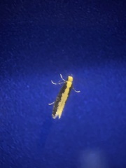 Monopis crocicapitella