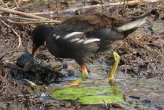 Gallinula chloropus meridionalis