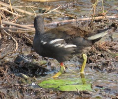 Gallinula chloropus meridionalis
