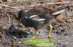 Gallinula chloropus meridionalis