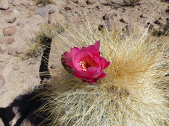 Trichocereus bertramianus